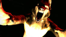 Wolf2 72