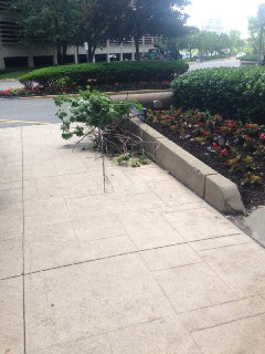 Small Fallen Tree Nga Sai