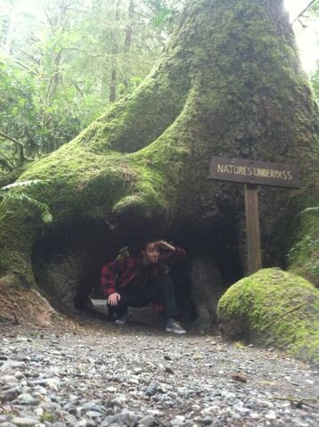 File:Mystery Tour 2013 Tree.jpg