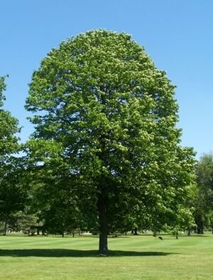 Linden tree