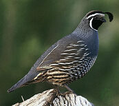Quail