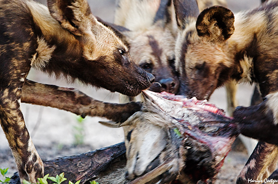 File:WildDog6.jpg