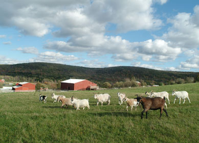 Goats.Farm.Sanctuary