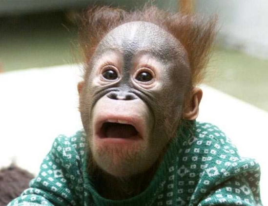 Ficheiro:Macaco.jpg