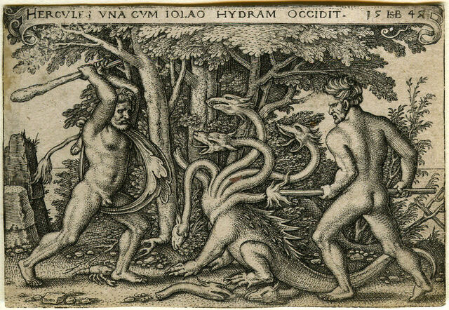 Datei:Hydra.jpg