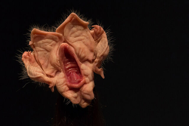 Plik:Patricia-piccinini-03.jpg