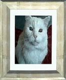 Cat-jshouse.jpg