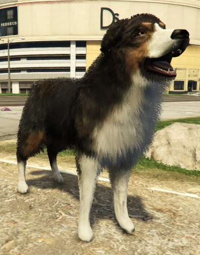 File:BorderCollie-GTAV-PS4.png
