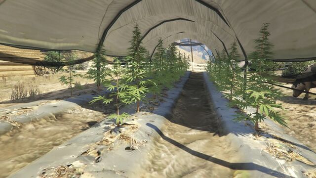 File:Braddock Farm-GTAVe Weed.jpg