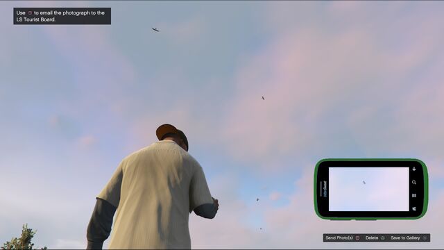 File:Wildlife Photography Challenge GTAVe Seagull.jpg