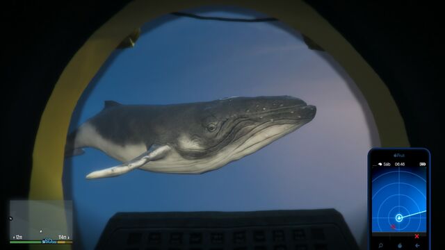File:Humpback Whale-GTAV-Seen-From-Sub.jpg