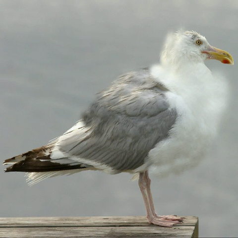 File:Cj seagull.png