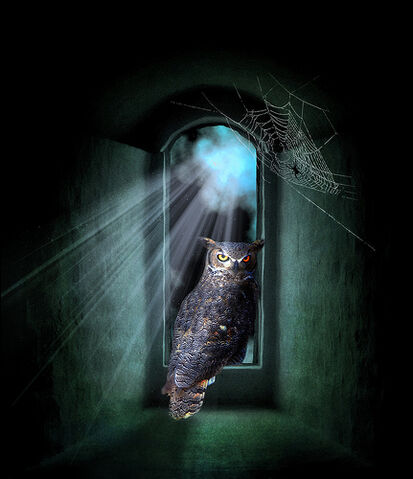 File:Night owl.jpg