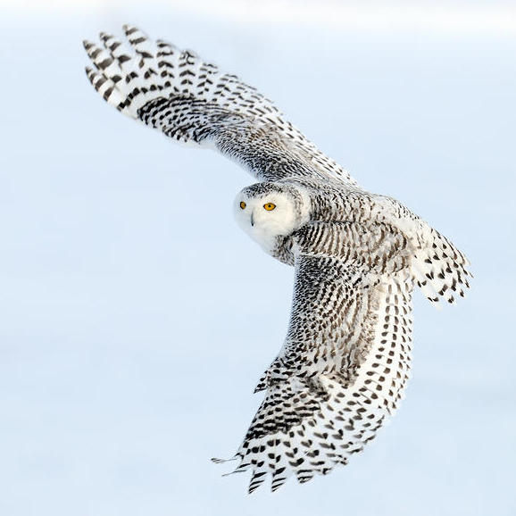 Snowy Owl | Guardians of Ga’Hoole Wiki | Fandom powered by Wikia