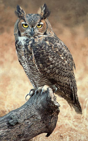 File:Great Horned Owl.png