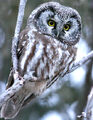 Thumbnail for version as of 12:14, November 10, 2011