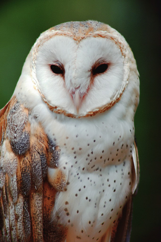 File:Barn Owl close-up.png