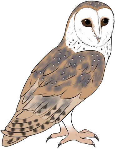 File:Levi3.png