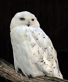 220px-Bubo scandiacus (Linnaeus, 1758) Male