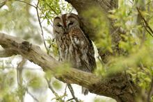 Tawny-owl-500x333