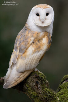 Barn Owl