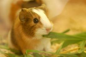 Baby guinea pig