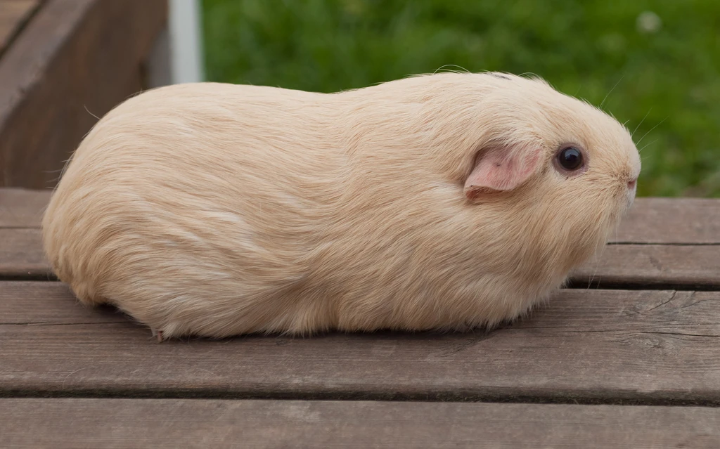 List of Guinea Pig Coat Colors and Patterns Guinea Pig Wikia FANDOM