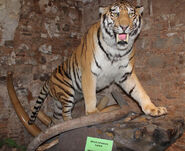 Museo-mamut-8