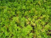 Fern parrie