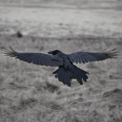 File:Raven-9850.jpg