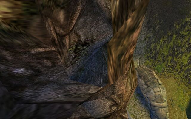 File:Tree hollow?.jpg