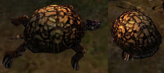 File:Ambient Turtle.jpg