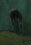 Fungal Spore
