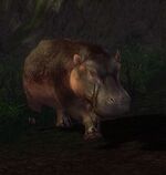 Aggressive Hippopotamus