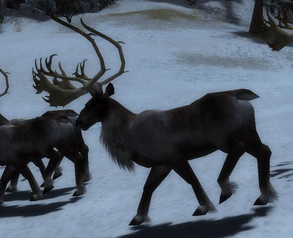 File:ReindeerA.jpg