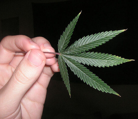 File:Herbal-692px.jpg