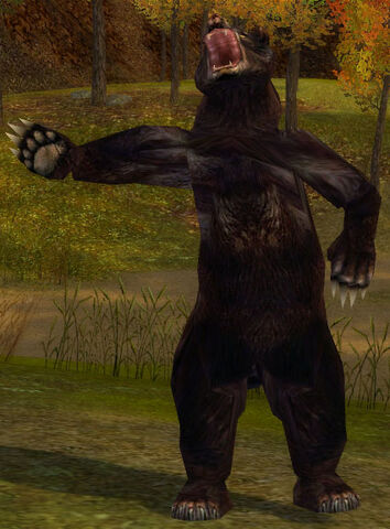 File:Black Bear.jpg
