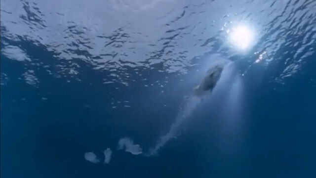 File:Mako Mermaids Chasing Zac.jpg