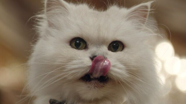 File:Poseidon licking his nose.jpg