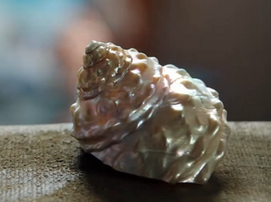 Wishing Shell
