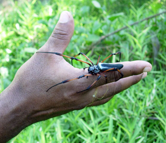 File:Spider-hand.jpg