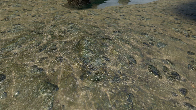 File:Barnacles LC real1.jpg