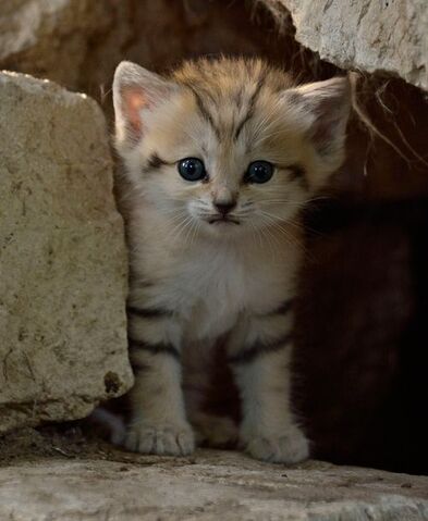 File:User-Constachugga-Sand kitten.jpg
