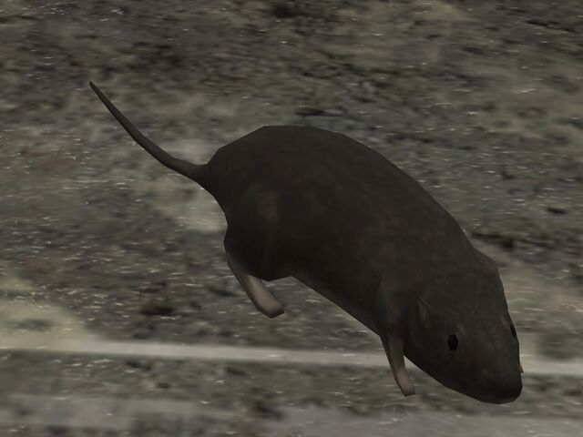 File:Rat.jpg