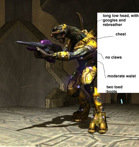 File:HereticElite anatmy.jpg