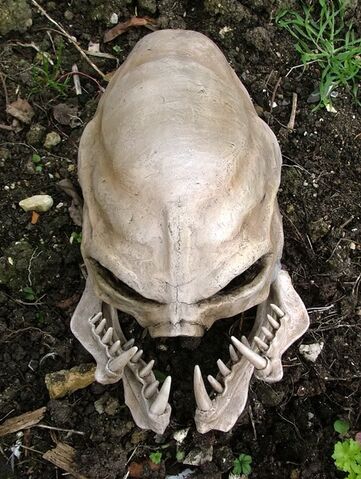 File:USER Dabomb 217 skull1.jpg