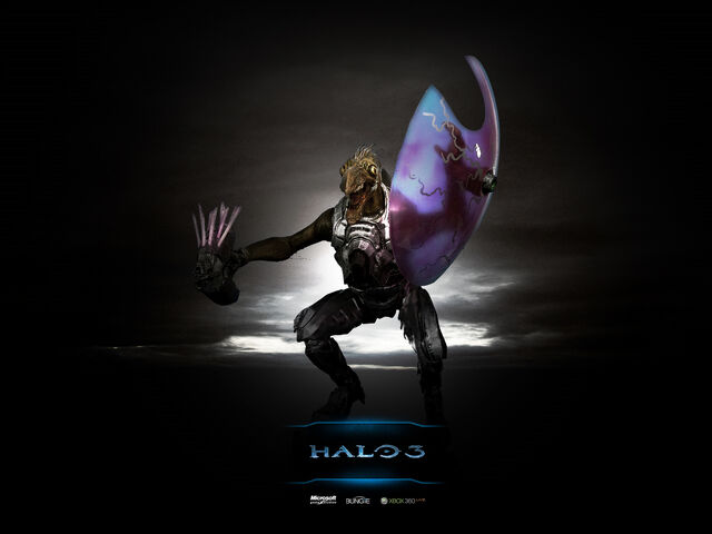 File:Wp jackal.jpg