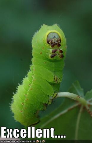 File:1216587093 Funny-pictures-caterpillar-makes-tv-reference.jpg