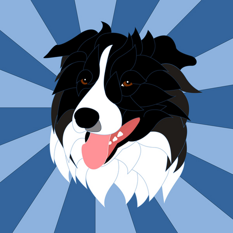 File:Bordercollie.png