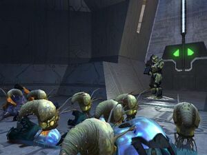 Forme Infettive Halo Combat Evolved.jpg